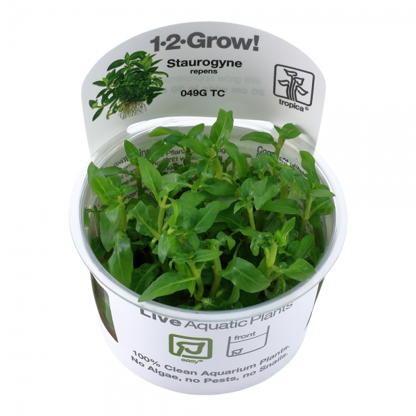 Staurogyne repens - Kriechende Staurogyne 1-2-Grow!